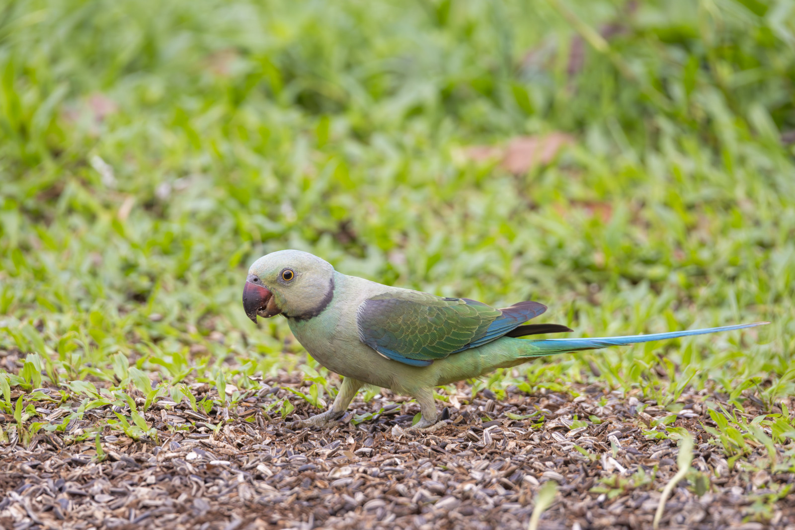 image Malabar Parakeet